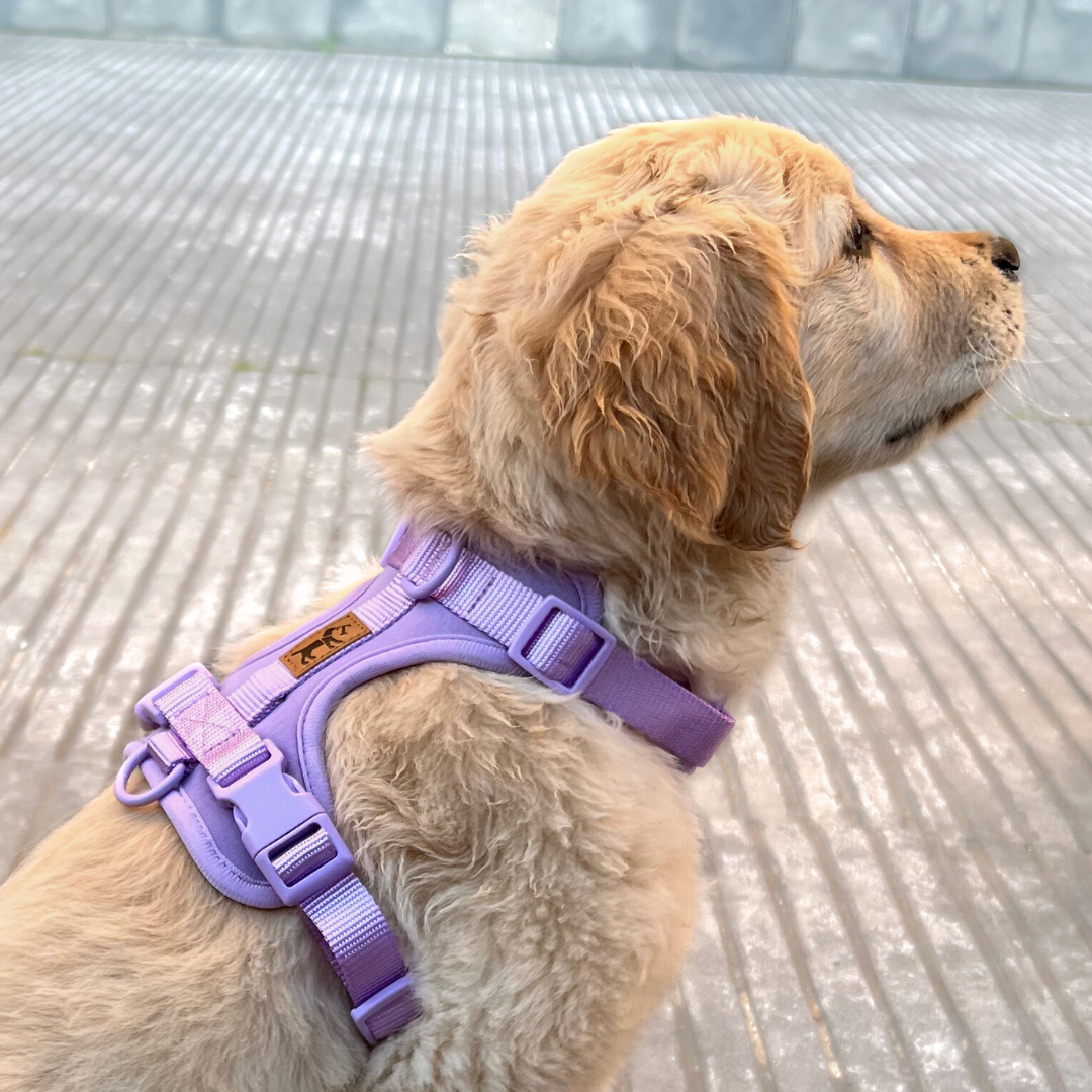 Adventure Lavender Stroller Kit