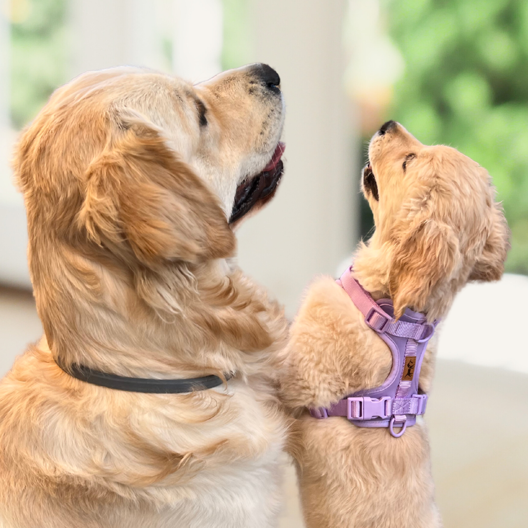 Adventure Harness Jungle