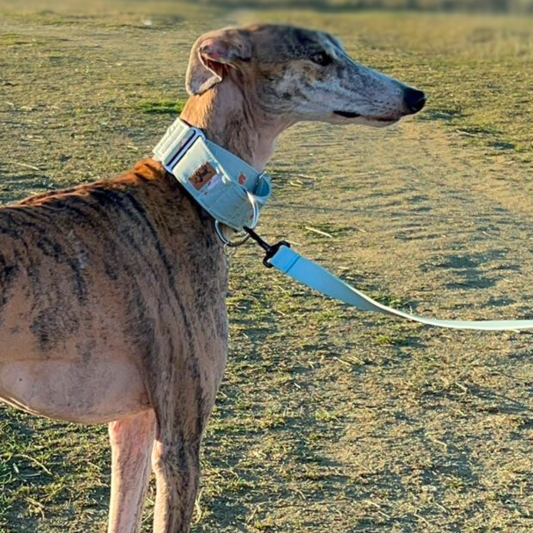 Collar martingale y correa aquasoft la casa de turron modelo EMA