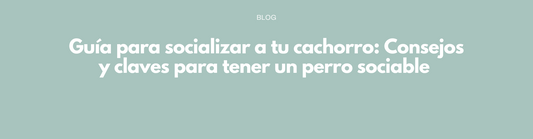 Guía para socializar a tu cachorro: Consejos y claves para tener un perro sociable