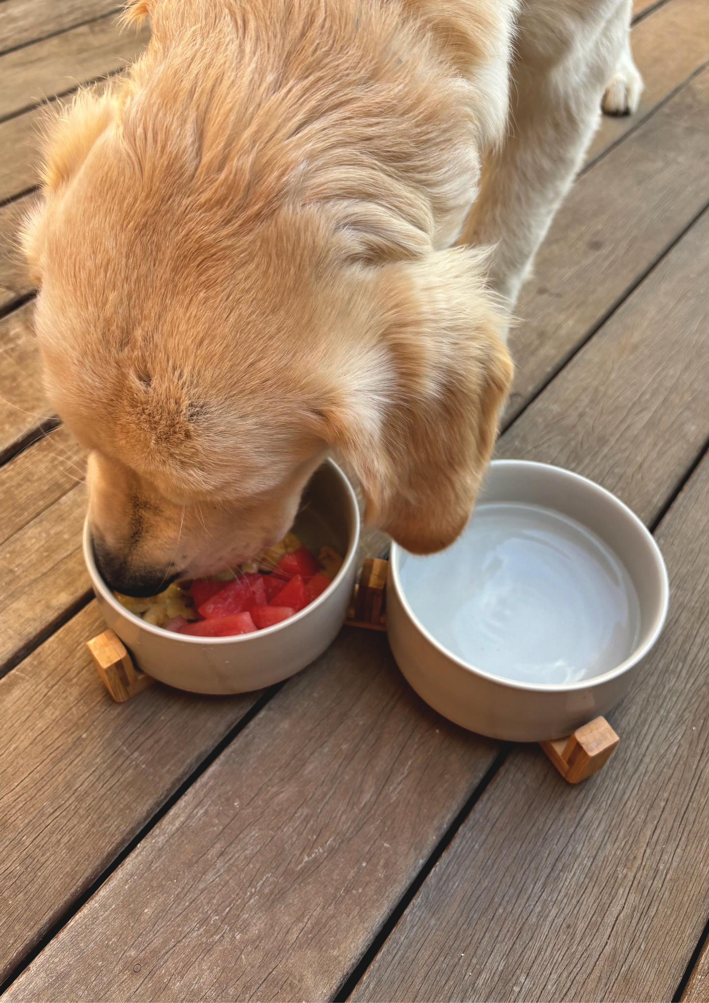 Ceramic Dog Bowls Sea Salt