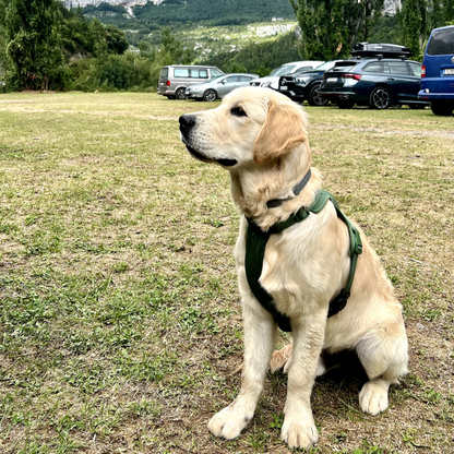 Adventure Harness Jungle